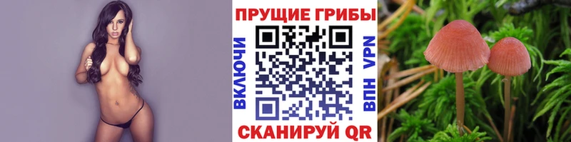закладки  darknet наркотические препараты  Псилоцибиновые грибы Magic Shrooms  Жуковский 